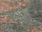 Silurian Fossil Crinoid (Scyphocrinites) Plate - Morocco #134252-1